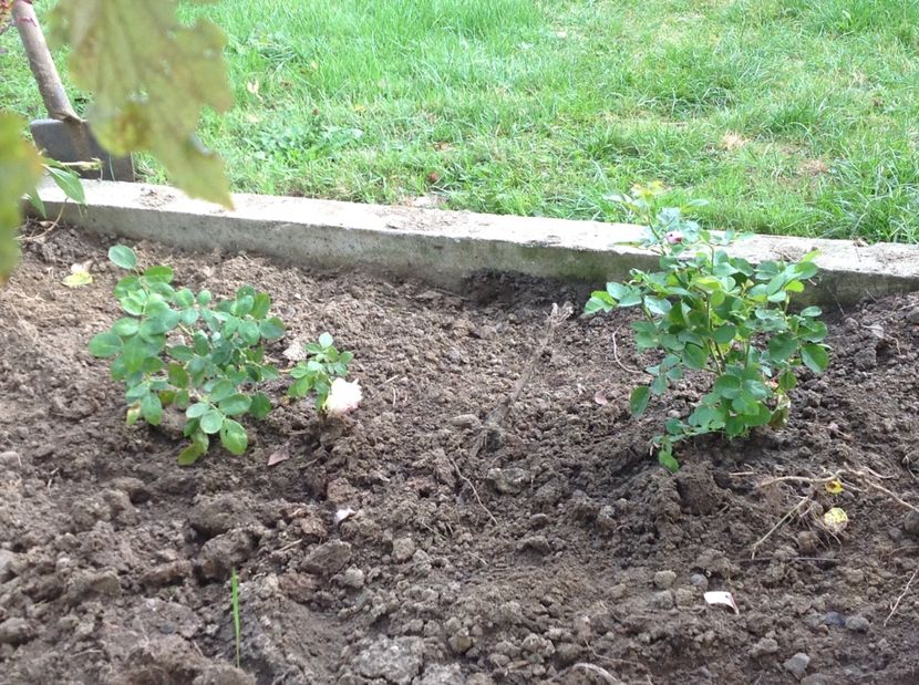 Minerva si Biedermeier - Minerva