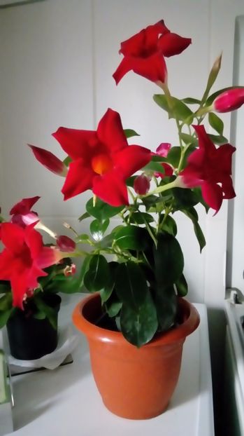  - Alte flori si plante