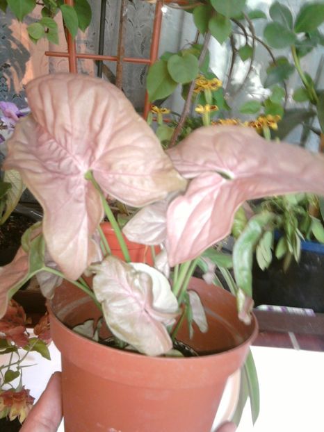 singonyum roz - VARA- 2017