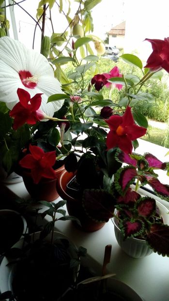  - Alte flori si plante