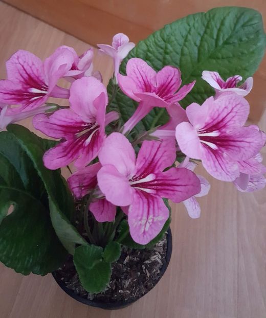  - STREPTOCARPUS