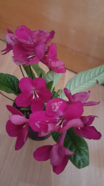  - STREPTOCARPUS