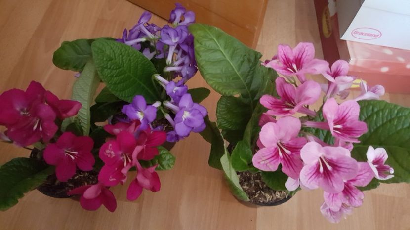  - STREPTOCARPUS