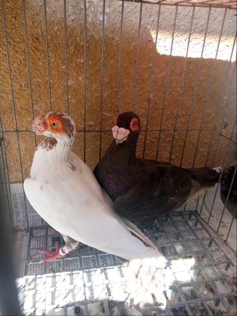 M-2016,f-2015 - Carunculati si Berberi