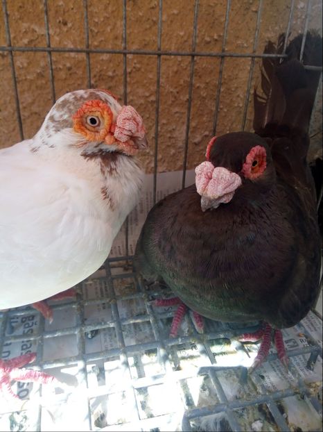  - Carunculati si Berberi