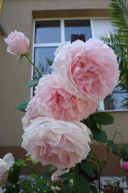  - The Wedgewood Rose