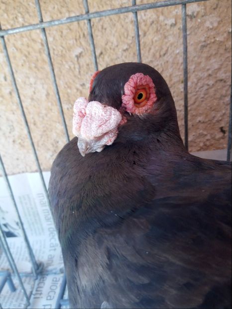  - Carunculati si Berberi