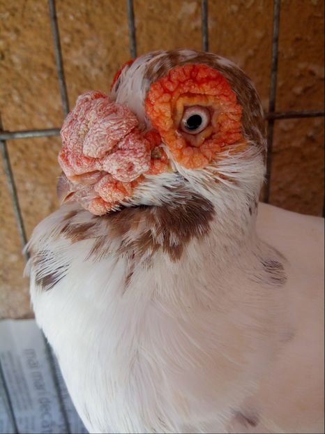  - Carunculati si Berberi
