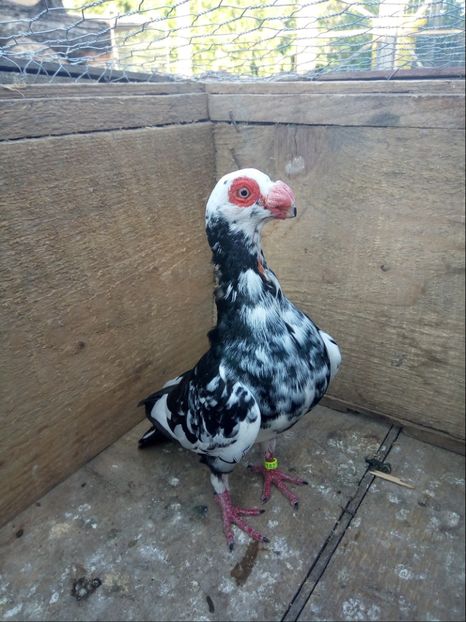 Mascul 2017 - Carunculati si Berberi