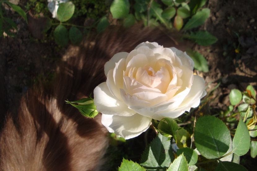  - Stephanie Baronin zu Guttenberg