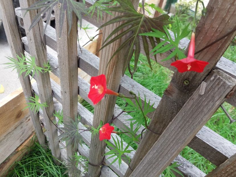 e superba - de prin curte