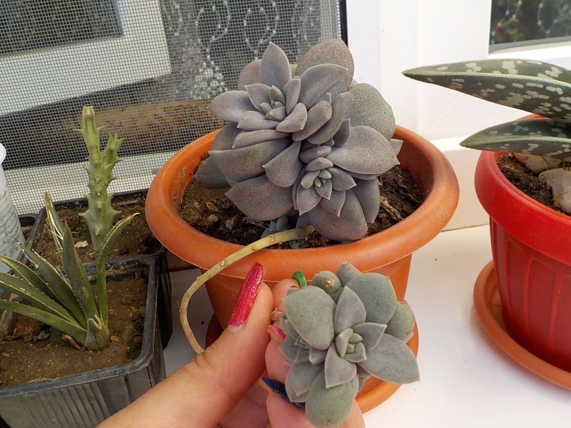  - graptopetalum paraguyense