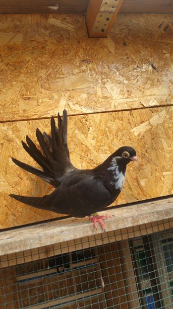 Pui 26 - Pui 2017 Negri Trenati de Bucuresti - negri turci