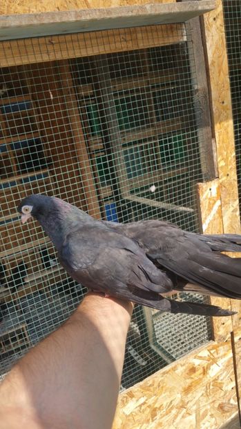 Pui 28 - Pui 2017 Negri Trenati de Bucuresti - negri turci