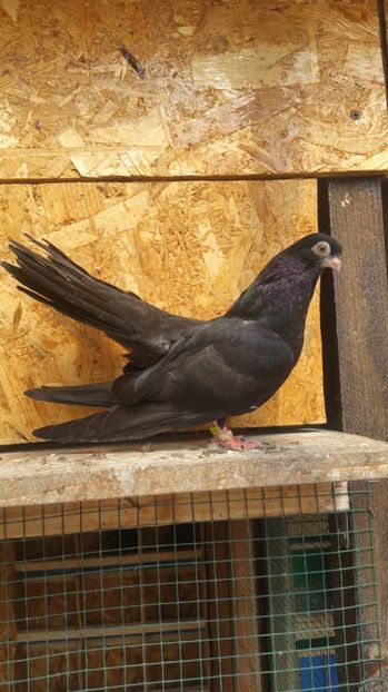 Pui 28b - Pui 2017 Negri Trenati de Bucuresti - negri turci