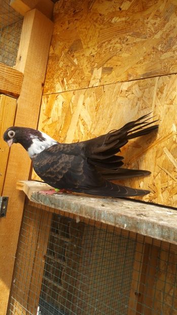 Pui 29b - Pui 2017 Negri Trenati de Bucuresti - negri turci