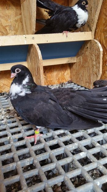 Pui 30 - Pui 2017 Negri Trenati de Bucuresti - negri turci