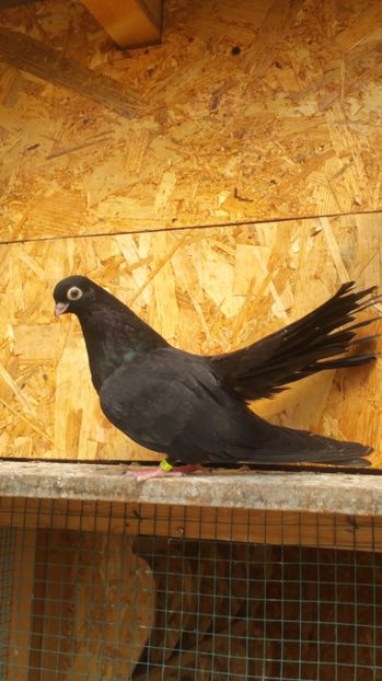 Pui 32 - Pui 2017 Negri Trenati de Bucuresti - negri turci