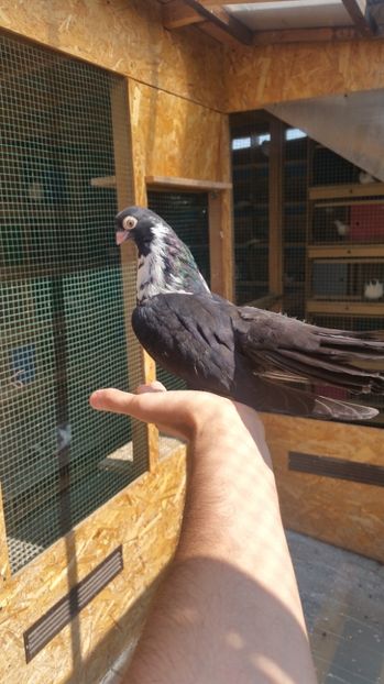 Pui 33 - Pui 2017 Negri Trenati de Bucuresti - negri turci