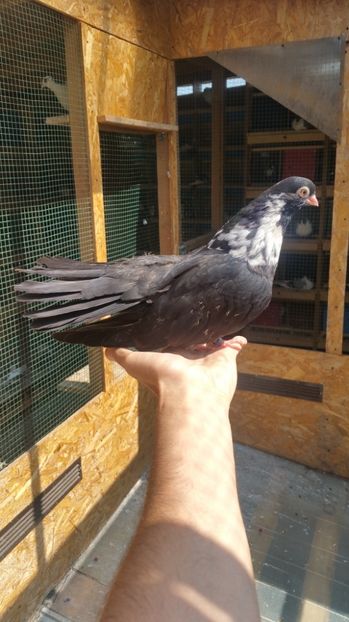 Pui 33b - Pui 2017 Negri Trenati de Bucuresti - negri turci