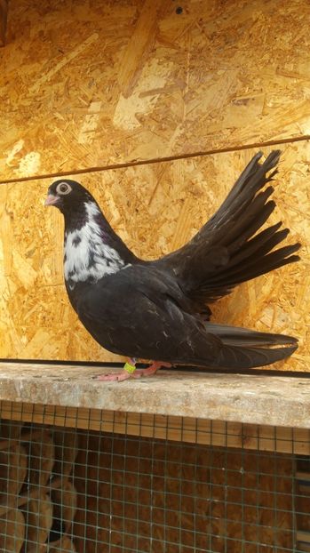 Pui 33c - Pui 2017 Negri Trenati de Bucuresti - negri turci