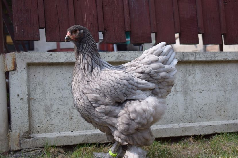  - GAINA BRAHMA ALBASTRU 2017