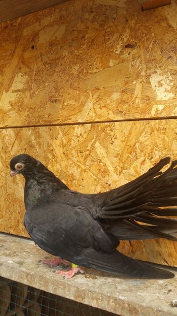 Pui 34b - Pui 2017 Negri Trenati de Bucuresti - negri turci