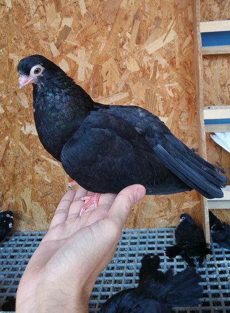 Pui 34c - Pui 2017 Negri Trenati de Bucuresti - negri turci