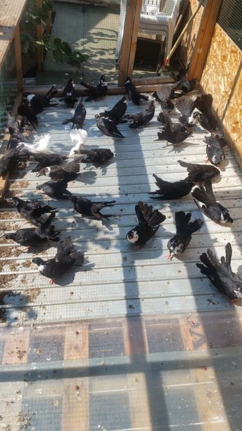  - Pui 2017 Negri Trenati de Bucuresti - negri turci