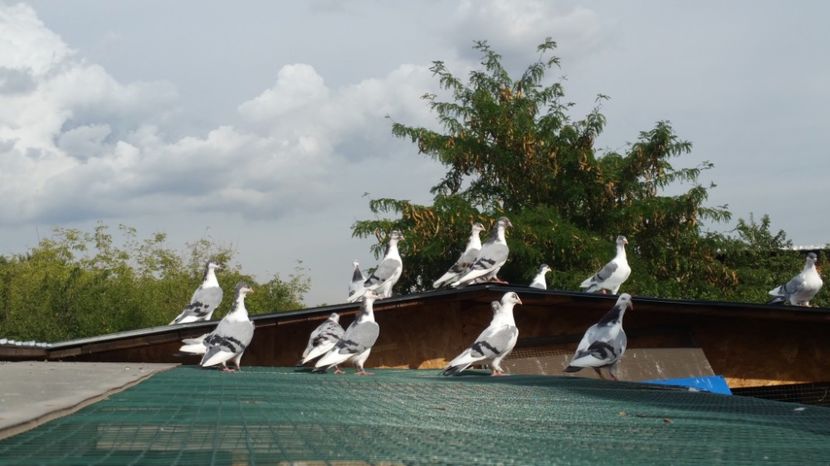  - 2017- galateni baltati pe vanat