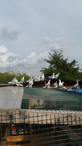  - 2017- galateni baltati pe vanat