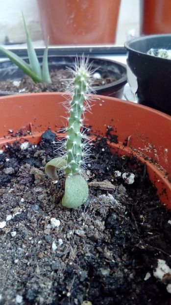 Cactus din seminte - Experiente 2017