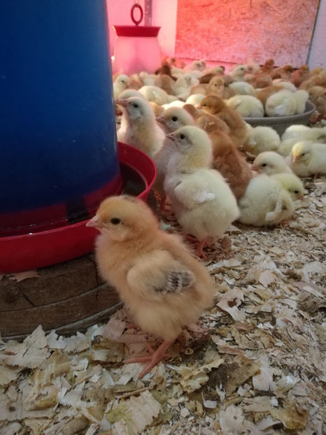  - 3 - KABIR 2017 21-04 800