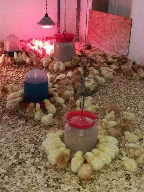  - 3 - KABIR 2017 21-04 800