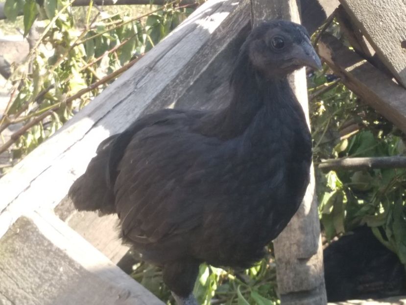  - Ayam Cemani 2017