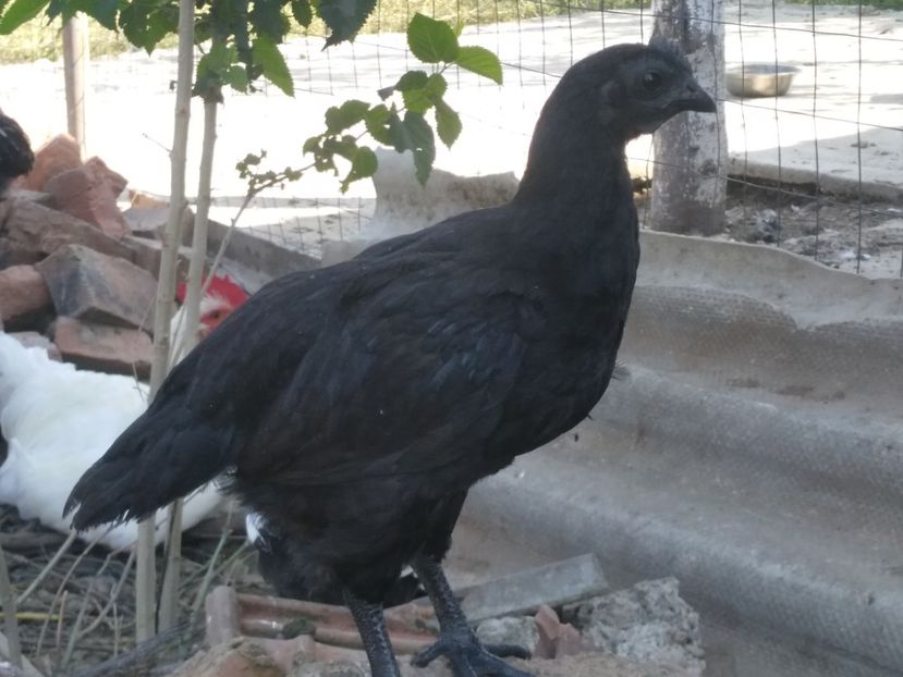  - Ayam Cemani 2017