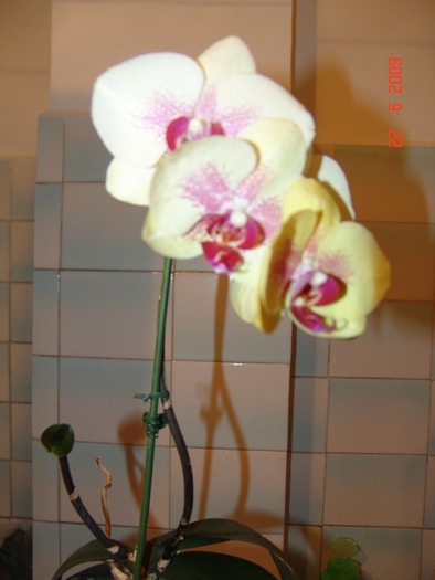 DSC04307 - phalaenopsis - keiki
