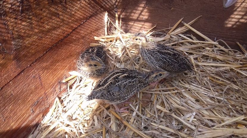  - PREPELITE DE CAMP COTURNIX COTURNIX