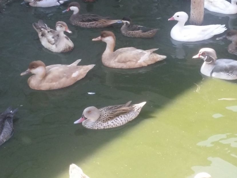 Rata cu ciuf pe galben - rata cu ciuf