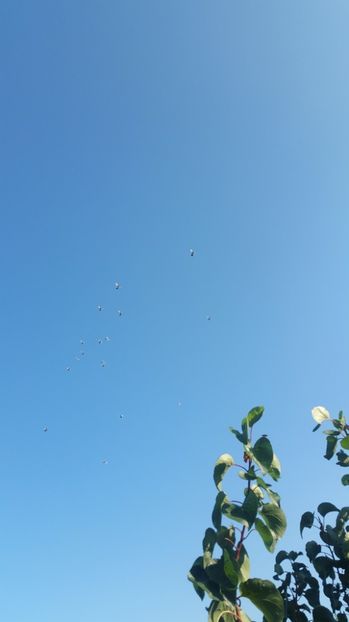  - 2017- galateni baltati pe vanat