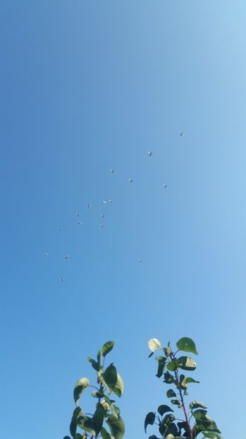  - 2017- galateni baltati pe vanat