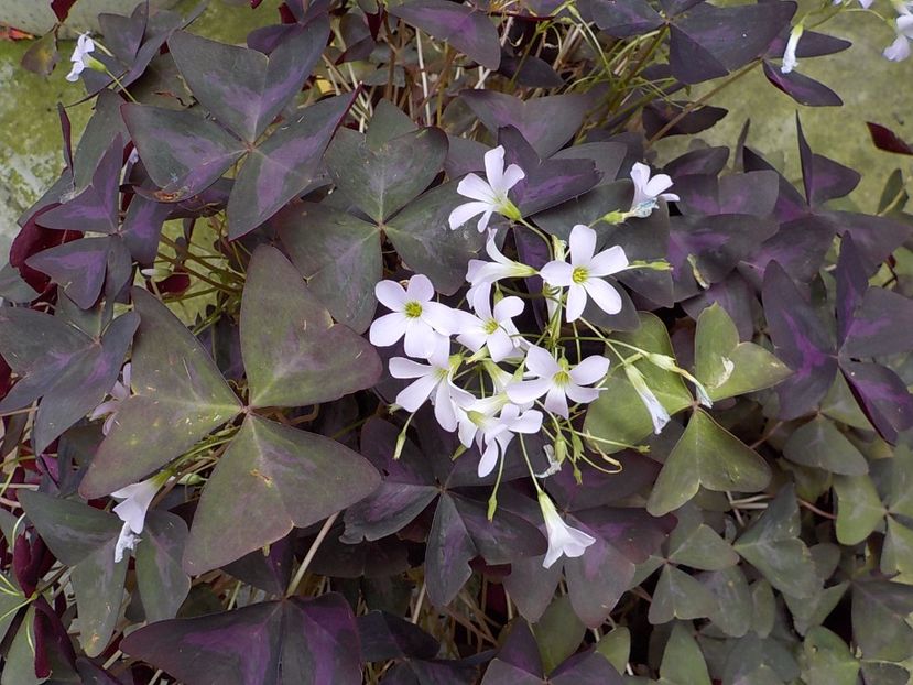  - oxalis