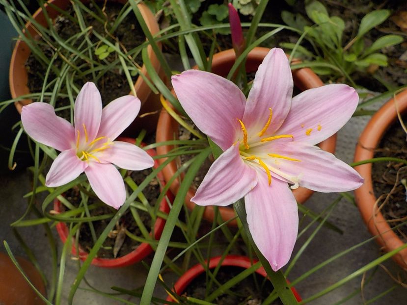  - zephiranthes
