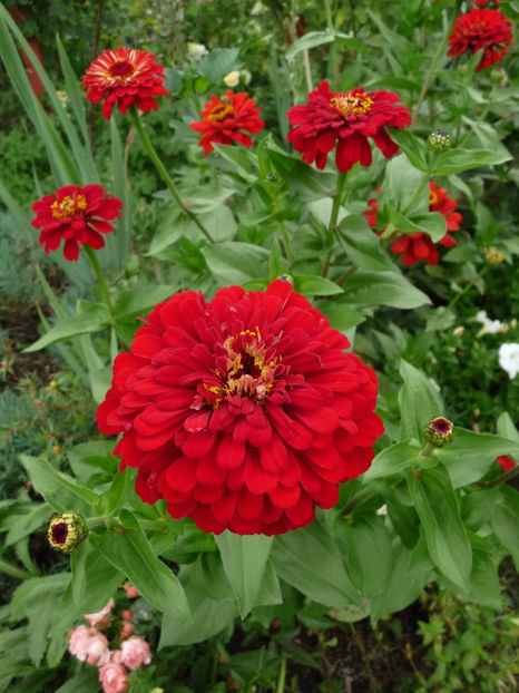 2017 - ZINNIA - Carciumareasa