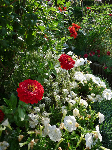  - ZINNIA - Carciumareasa