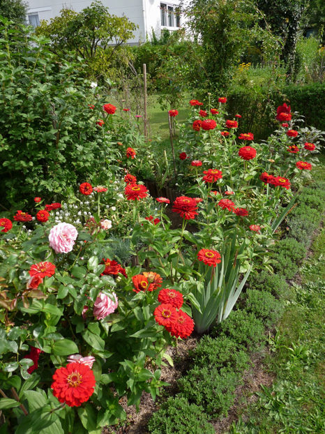  - ZINNIA - Carciumareasa