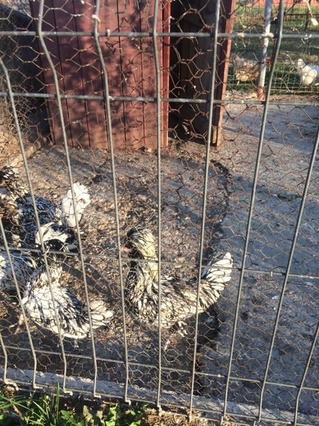  - GainiPAduana Argintiu