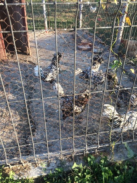  - GainiPAduana Argintiu