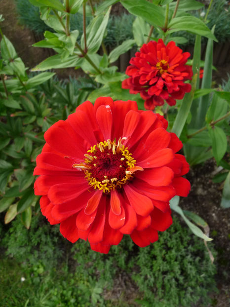  - ZINNIA - Carciumareasa