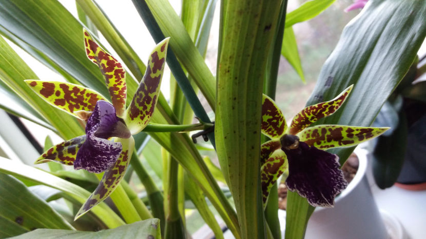10 august 2017 - Zygopetalum Barbel Hohn